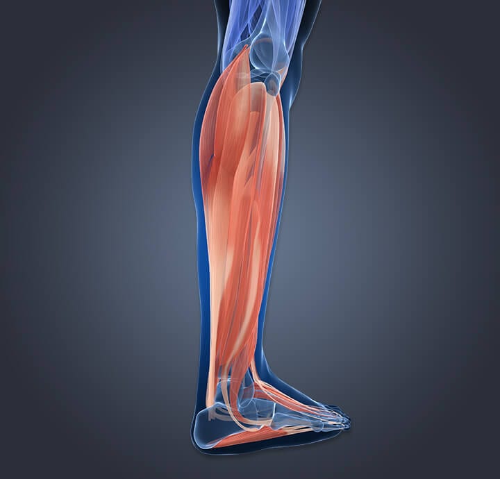 Image de muscles de la jambe illustrant une fatigue musculaire.?