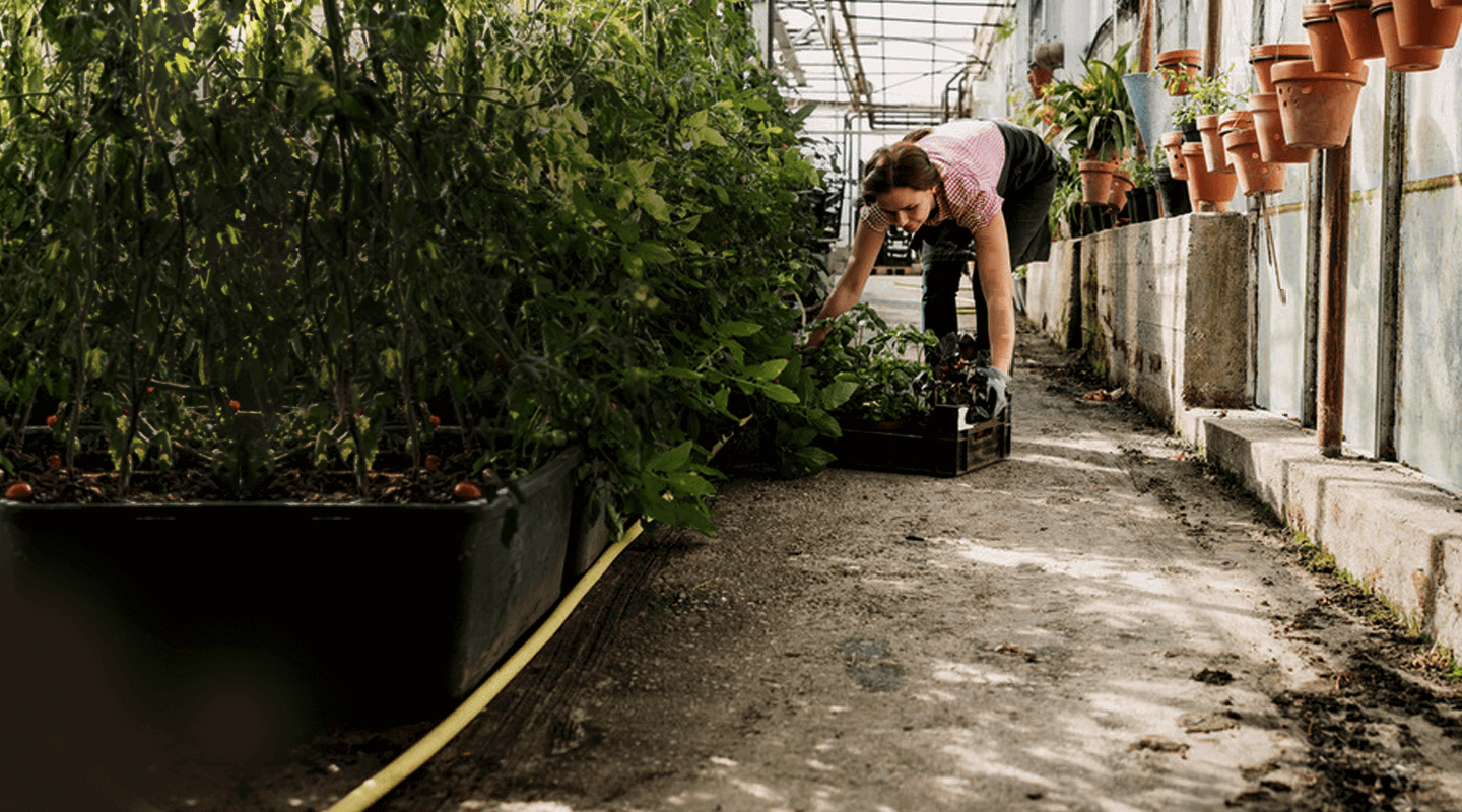 Photo of a woman bending over to pick up a flat of plants.